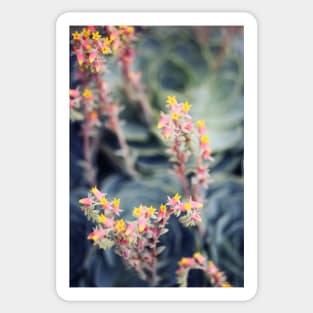 Echeveria #2 Sticker